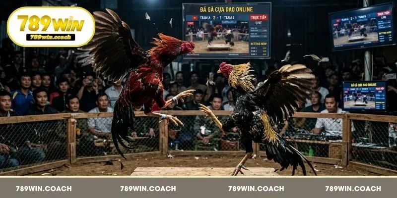 Đá gà cựa dao tại 789Win là được gắn vũ khí vào chân