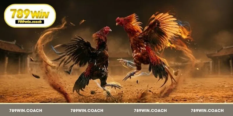 Giải mã sức hút khi tham gia đá gà cựa sắt 789Win