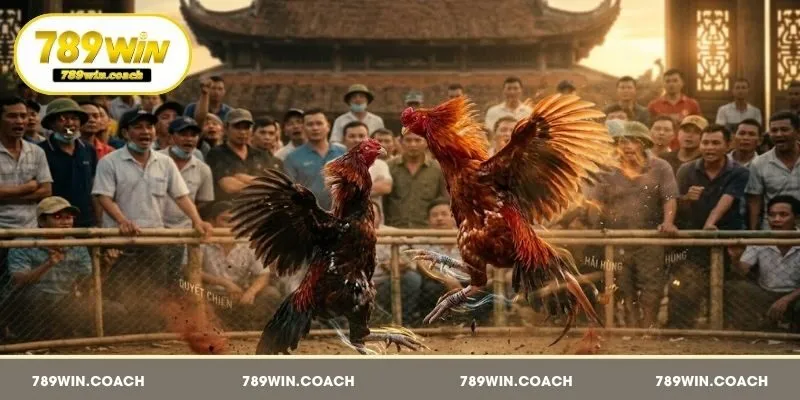 Giới thiệu vài nét về đá gà cựa sắt 789Win